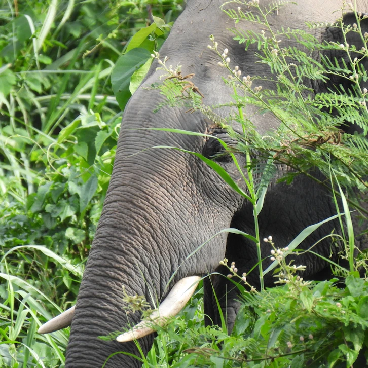 Asian Elephant