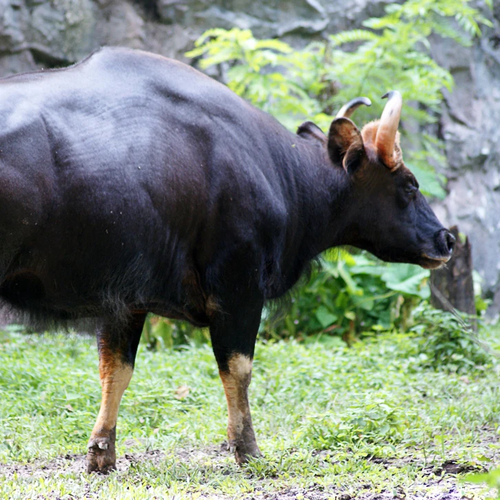 Gaur