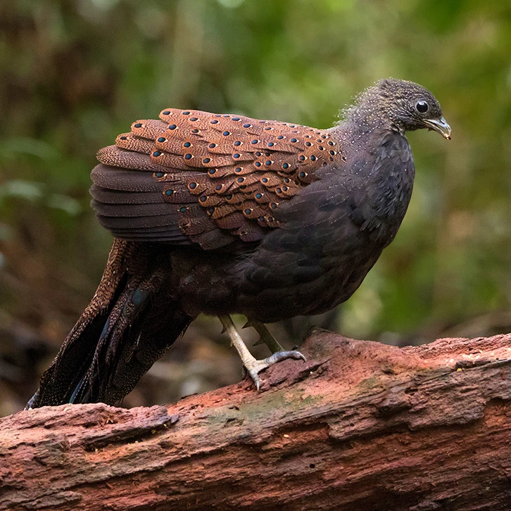 Mountain Peacock-Pheasant