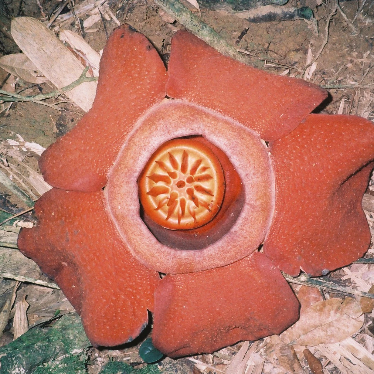 Kerr's Rafflesia