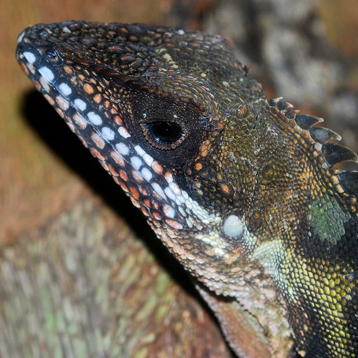 Robinson's Forest Dragon